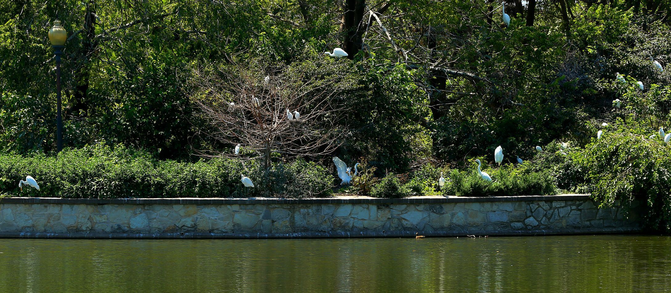 O'Fallon Park undergoes physical, natural improvements